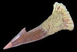 Cretaceous Giant Sawfish (Onchopristis) Rostral Barb #72746-1